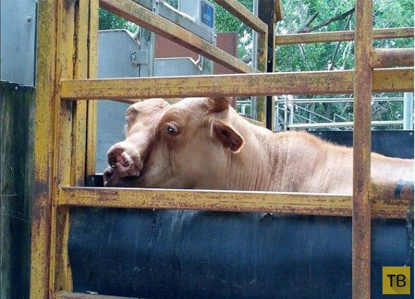 В Австралии на аукционе продали двуглавого быка, весом 440 кг (4 фото)
