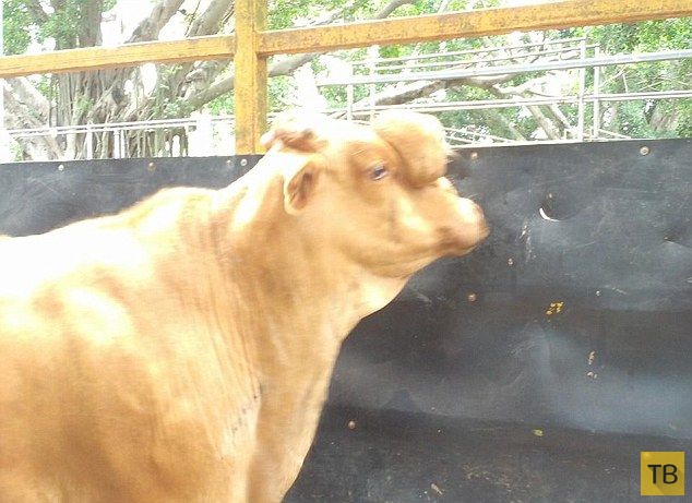 В Австралии на аукционе продали двуглавого быка, весом 440 кг (4 фото)