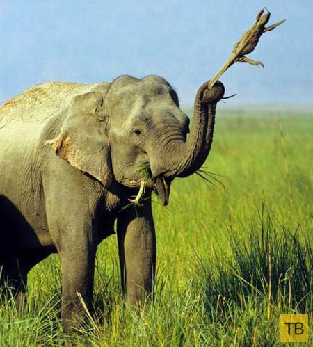 Прикольные фотографии слонов (15 фото)