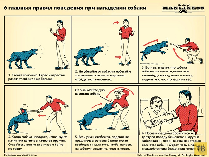 Топ 6: Главные правила поведения при нападении собаки (2 фото)