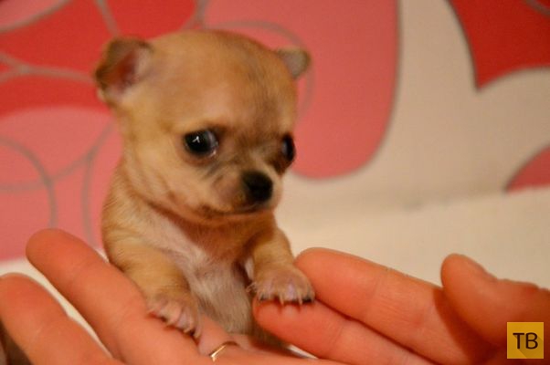 Туди - самая маленькая собачка в мире (5 фото)