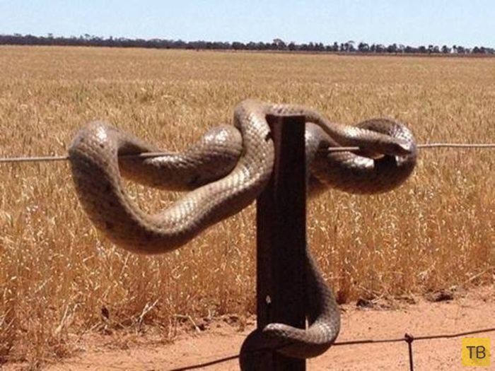 Необычный животный мир Австралии (22 фото)