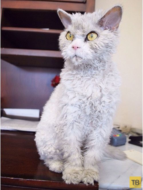 Альберт - самый суровый кот в мире (20 фото)