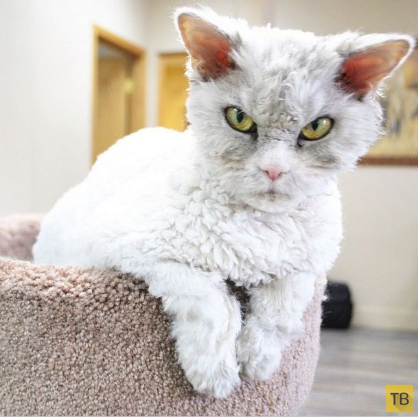 Альберт - самый суровый кот в мире (20 фото)
