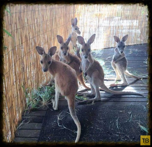 Центр спасения кенгурят в Центральной Австралии (16 фото)