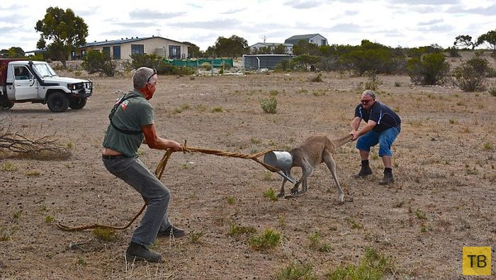 Как два австралийца спасали кенгуру (5 фото)