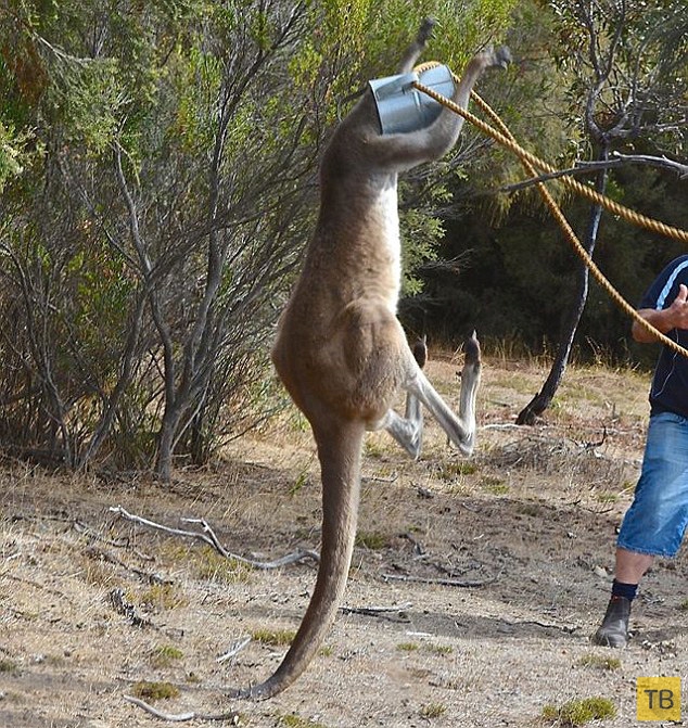 Как два австралийца спасали кенгуру (5 фото)