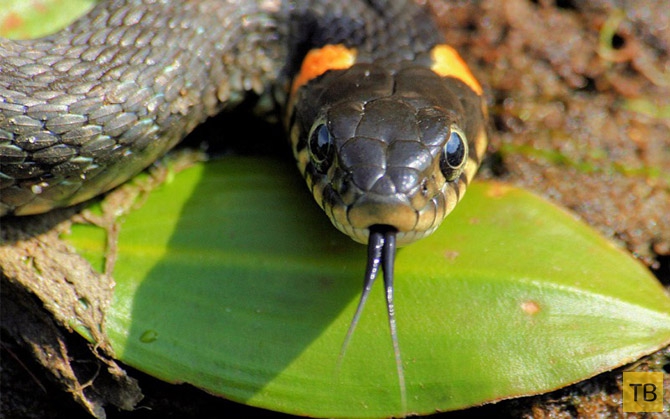 Топ-10: Самые распространенные мифы о змеях (10 фото)