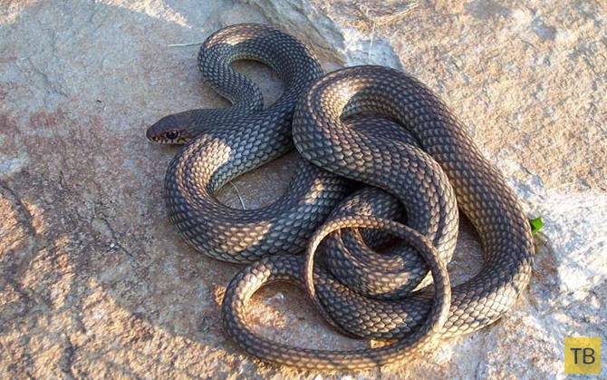 Топ-10: Самые распространенные мифы о змеях (10 фото)