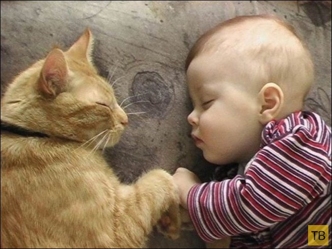 Фотографии, доказывающие, что каждому ребенку нужен кот! (21 фото)
