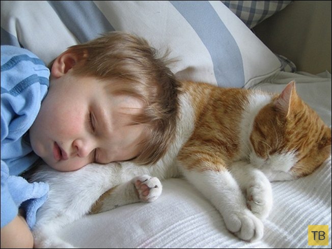 Фотографии, доказывающие, что каждому ребенку нужен кот! (21 фото)
