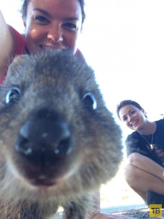 Селфи с очаровательным австралийским квокка (25 фото)