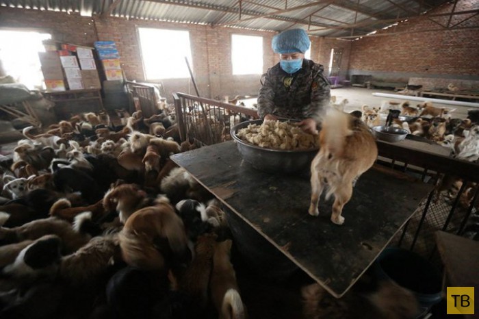 Пожилая китаянка ежедневно кормит 1300 бродячих собак (7 фото)