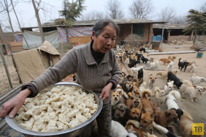 Пожилая китаянка ежедневно кормит 1300 бродячих собак (7 фото)