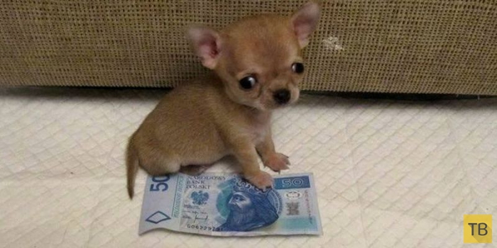 Туди - самая маленькая собачка в мире (5 фото)