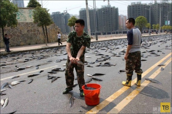 В Китае из грузовика высыпались 6,8 тонны рыбы (6 фото)