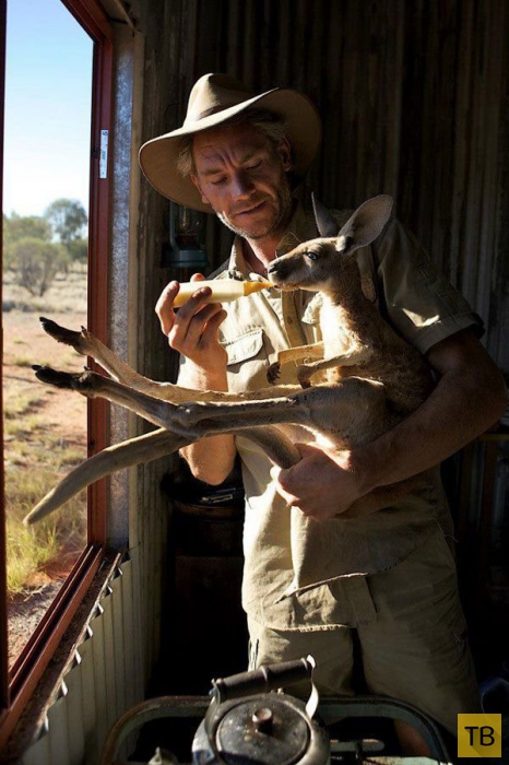 Центр спасения кенгурят в Центральной Австралии (16 фото)