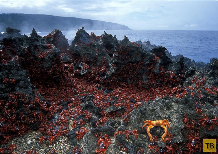 Ежегодное «вторжение» крабов на Остров Рождества в Индийском океане (17 фото)