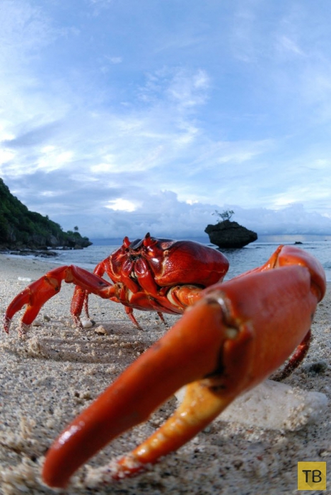 Ежегодное «вторжение» крабов на Остров Рождества в Индийском океане (17 фото)