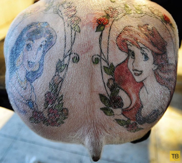 Бельгийский художник делает деньги на татуировки свиней (10 фото)