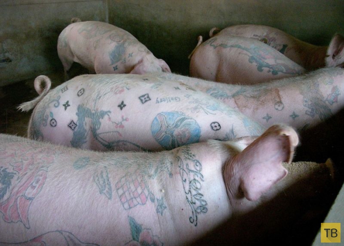 Бельгийский художник делает деньги на татуировки свиней (10 фото)