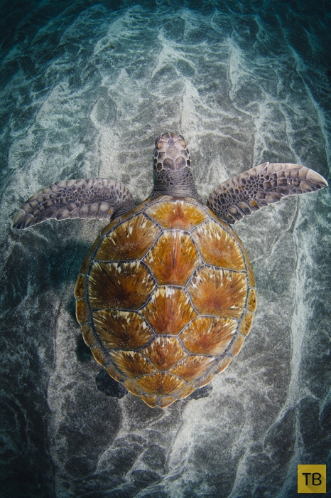 "Золотая черепаха-2015" — ежегодный международный конкурс фотографий дикой природы (20 фото)