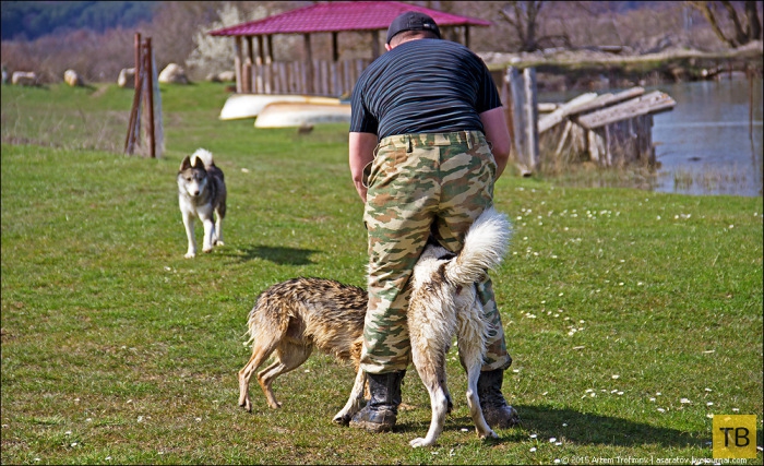 Даниле Кислицыну, убившему более 1000 собак, суд Владивостока вынес приговор (4 фото)