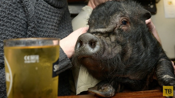 Буйной свинье по имени Фрэнсис Бекон запретили посещать паб (9 фото)