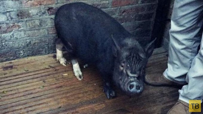 Буйной свинье по имени Фрэнсис Бекон запретили посещать паб (9 фото)