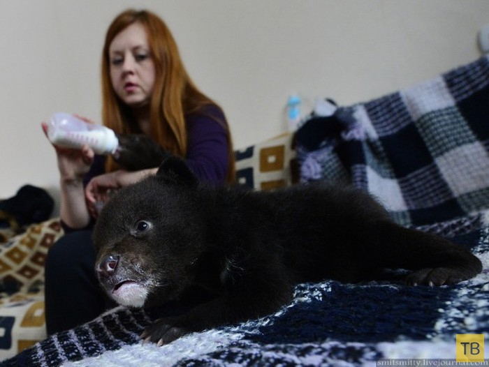 Хабаровская зоозащитница Наталья Коваленко выхаживает дома двух гималайских медвежат (26 фото)