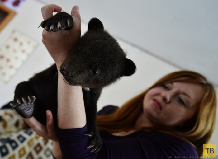 Хабаровская зоозащитница Наталья Коваленко выхаживает дома двух гималайских медвежат (26 фото)
