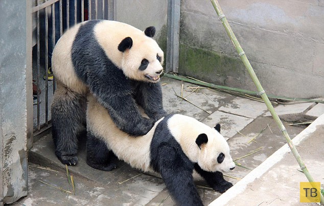 Панды установили рекорд по длительности спаривания (5 фото)