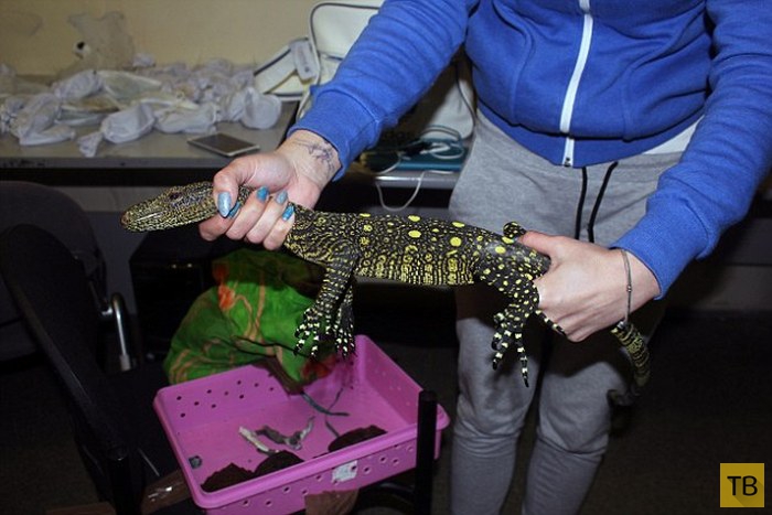 В Домодедово задержали женщину с экзотическими животными (10 фото)