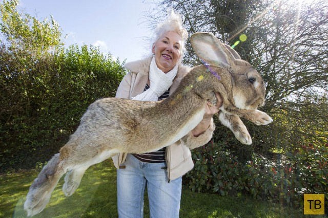 Кролик Дариус - самый крупный в мире (6 фото)