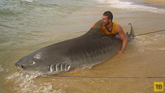 Австралиец Макс Магеридж поймал на удочку 4-метровую тигровую акулу (5 фото)