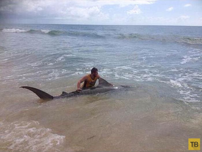 Австралиец Макс Магеридж поймал на удочку 4-метровую тигровую акулу (5 фото)
