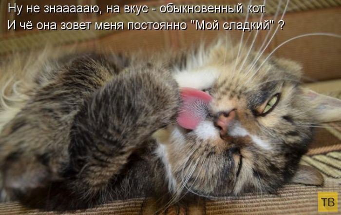 Смешные котоматрицы (50 фото)