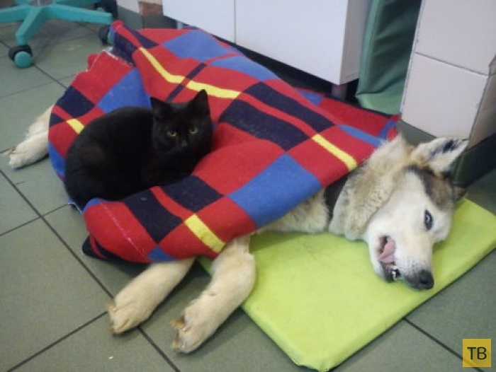 Черный кот, по кличке Радеменес, - санитар приюта для животных (8 фото)