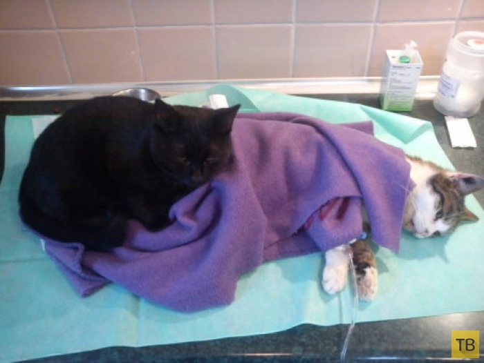 Черный кот, по кличке Радеменес, - санитар приюта для животных (8 фото)