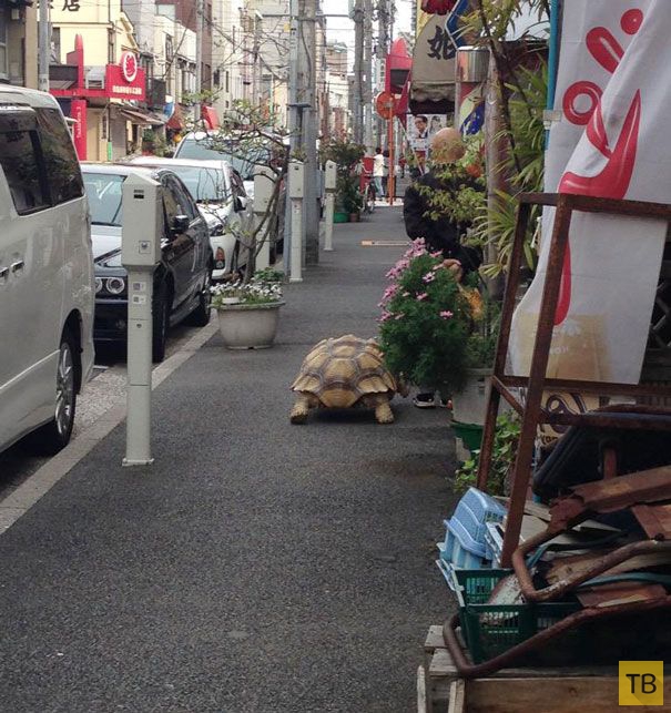 Пожилой японец на прогулке со своей черепахой (4 фото)