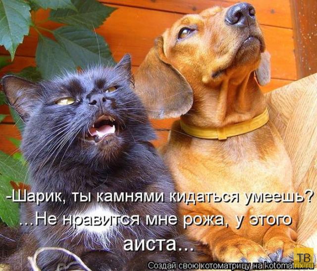 Лучшие котоматрицы апреля 2015 (50 фото)