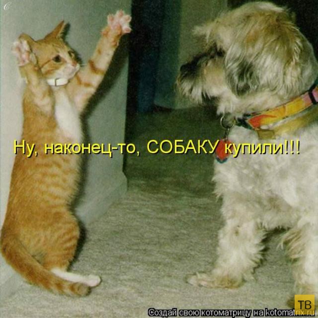 Лучшие котоматрицы апреля 2015 (50 фото)