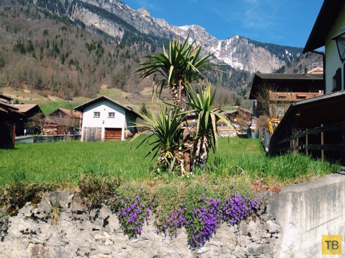 Удивительно-красивая деревушка Бриенц в Швейцарских Альпах (21 фото)