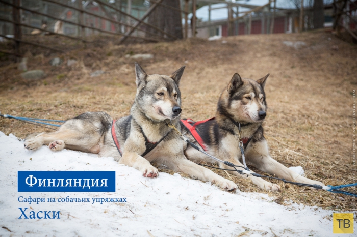Катание на собачьих упряжках в Финляндии (31 фото)