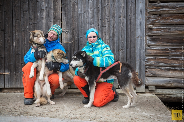 Катание на собачьих упряжках в Финляндии (31 фото)