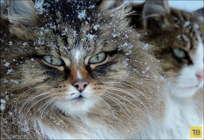 Кошачья колония в пригороде Барнаула (28 фото)