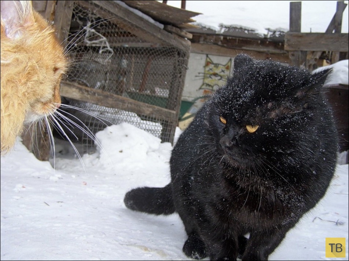 Кошачья колония в пригороде Барнаула (28 фото)