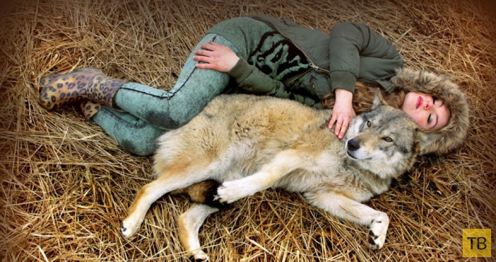 Волкособ - гибрид волка и собаки (10 фото)