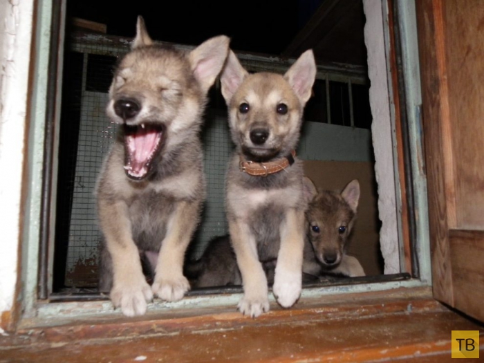Волкособ - гибрид волка и собаки (10 фото)