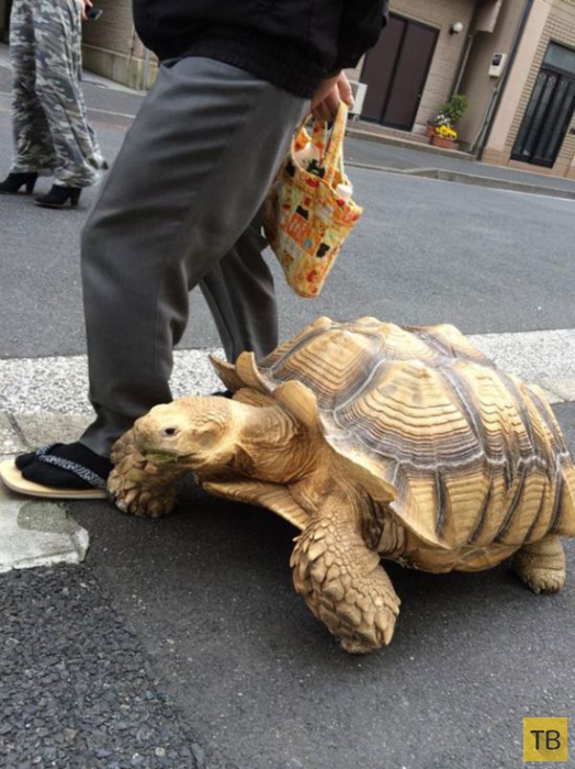 Пожилой японец на прогулке со своей черепахой (4 фото)